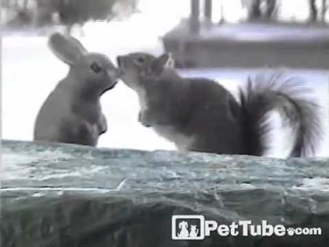 squirrel kiss meme