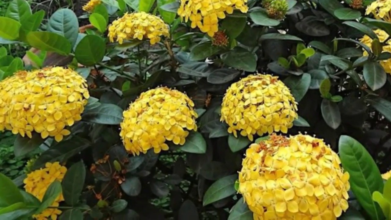 Como plantar Ixora através do galho. - thptnganamst.edu.vn