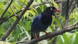 1050429南港大坑溪寶樹橋台灣藍鵲1