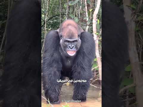قوة الغوريلا مقارنة بالبشر