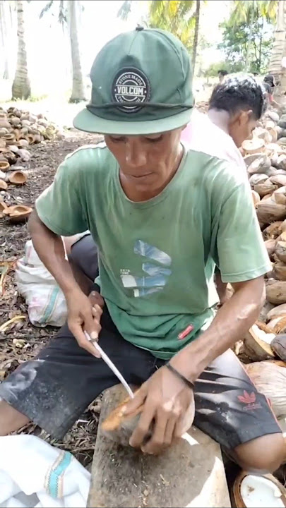 Cara mencongkel daging kelapa untuk kopra