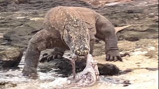 Komodo Dragon Hunts - Octopus Tentacles Attached To Komodo Dragon