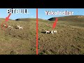 ÜZERİ KANLI PİTBULL SÜRÜ KÖPEKLERİYLE BOĞUŞTU ~PARÇALIYORLARDI ÇOBAN BAGIRMASA