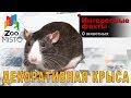 Декоративная крыса - Интересные факты о виде | Вид декоративная крыса