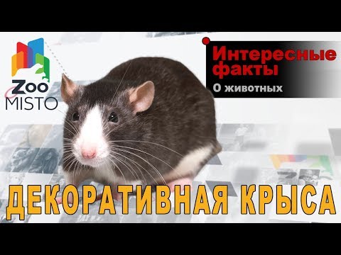 Декоративная крыса Интересные факты о виде | Вид декоративная крыса