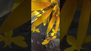 I love watching this Wind Spinner, each bee has a jewel that changes the color as the sun reflects