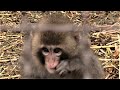 Японские макаки любят зёрна из колосков! Japanese macaques love grains from spikelets!