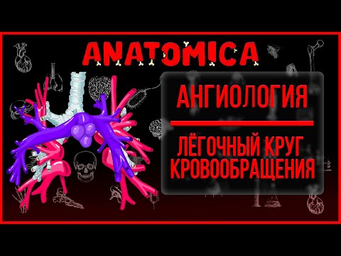 Анатомия сосудов малого круга кровообращения / Легочные артерии и вены / Ангиология