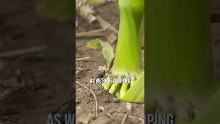 Dont Be Scared To See Leaves Burn Off Your Corn.