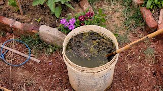 Cucumbers & tomatoes will grow in a moment! Just pour this on your plants