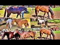 APRESENTANDO OS MELHORES CAVALOS DO BRASIL NA VAQUEJADA RUFINA BORBA EM BEZERROS PE!!