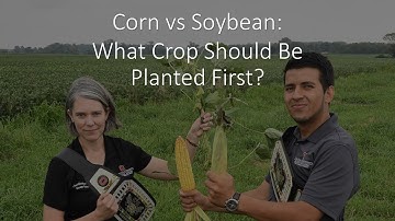 Corn vs Soybean: What Crop Should Be Planted First?