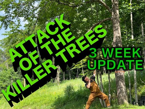 3 Week Update - Eastern Black Walnut Tree - How to Kill a Black Walnut Stump Organically