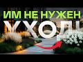 14 Растений, Которые Делают Двор, Как В Премиум-Жилом Комплексе