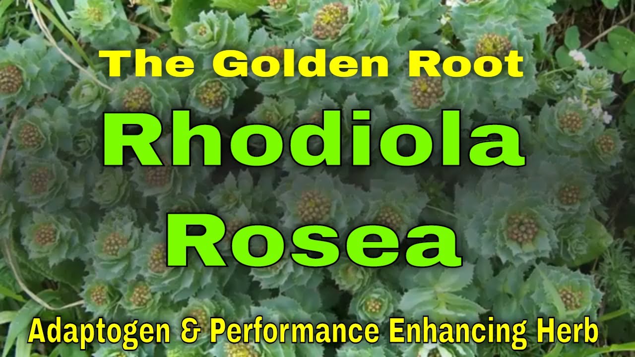 rhodiola rosea zsírvesztés ellen