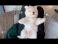 꼬똥 Vlog : 다사다난한 동지의 하루  (Coton De Tulear)