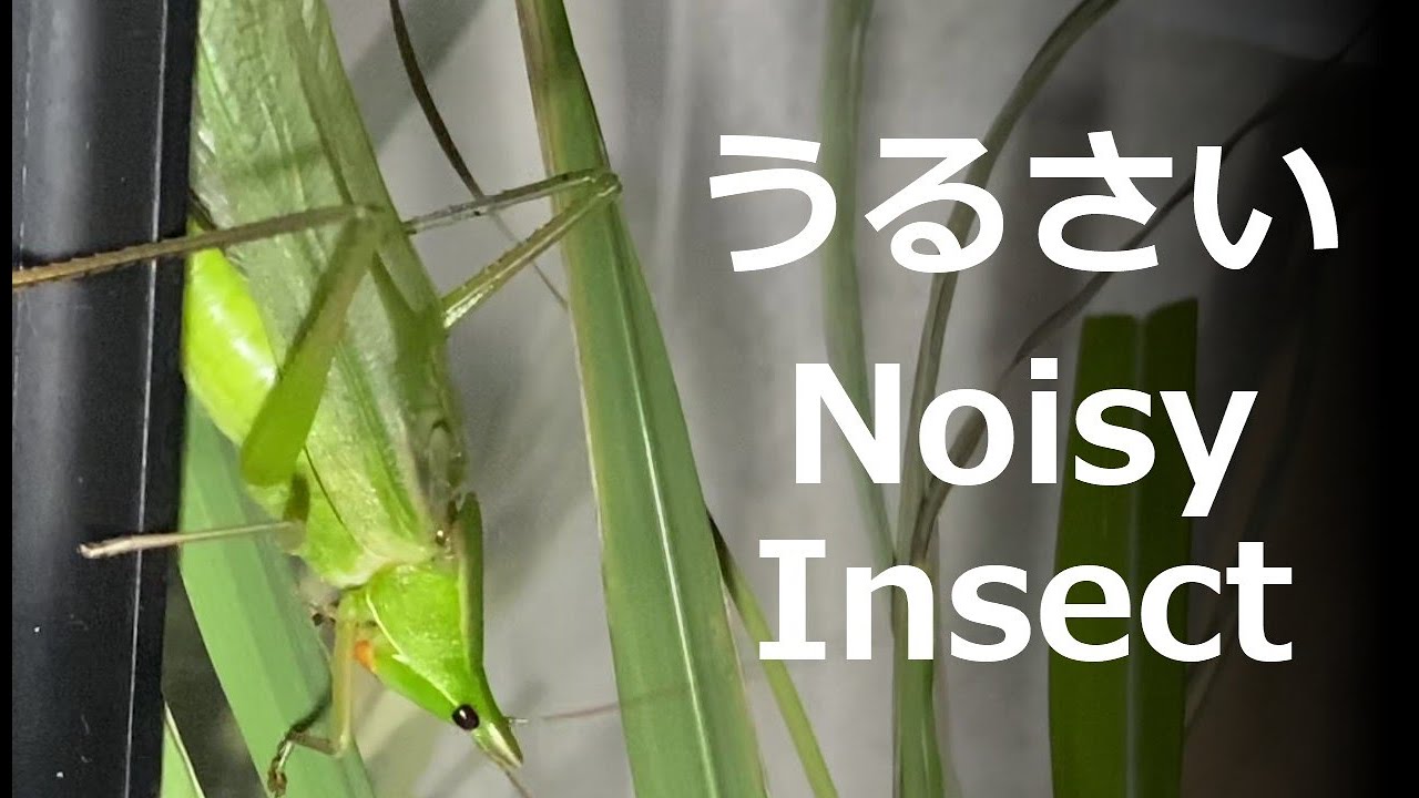 クビキリギスの鳴き声がうるさい Noisy Insect Youtube