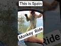 THIS IS SPAIN - What Happens When a Monkey Jumps on Your Car? - MONKEY MOUNTAIN IN ALICANTE