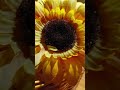 チョー・ヨンピル、想い出迷子(cover)ケンタ君