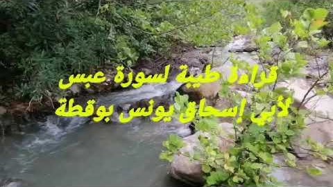 سورة عبس بصوت أخينا القارئ أبي إسحاق يونس بوقطة