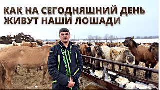 Чем мы сейчас их кормим? Башкирская порода лошадей/ КФХ Идиятуллин