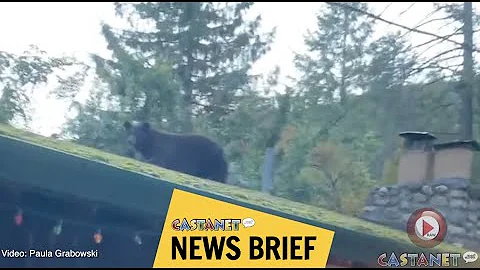 Bear on the roof