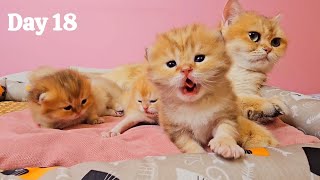 Мама-Кошка Разговаривает Со Своими Милыми Котятами 😻 День 18