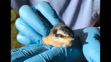 How to prevent birds from flying into your windows