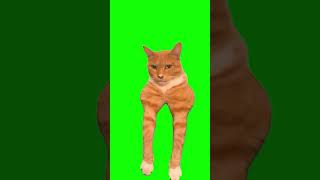 Green Screen Cat Mewing Meme #shorts