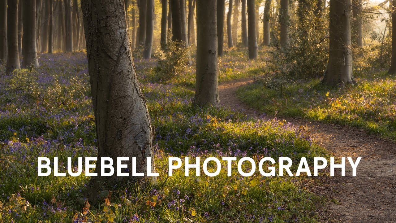 BLUEBELL PHOTOGRAPHY: A Woodland Photography Adventure