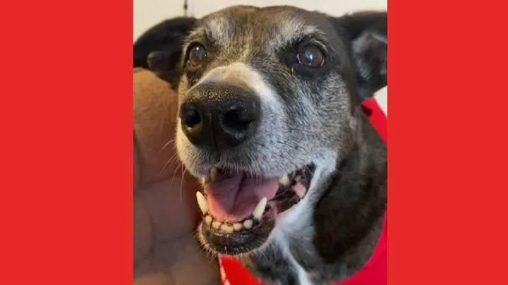 Mike Vincent Fisher - Work From Home