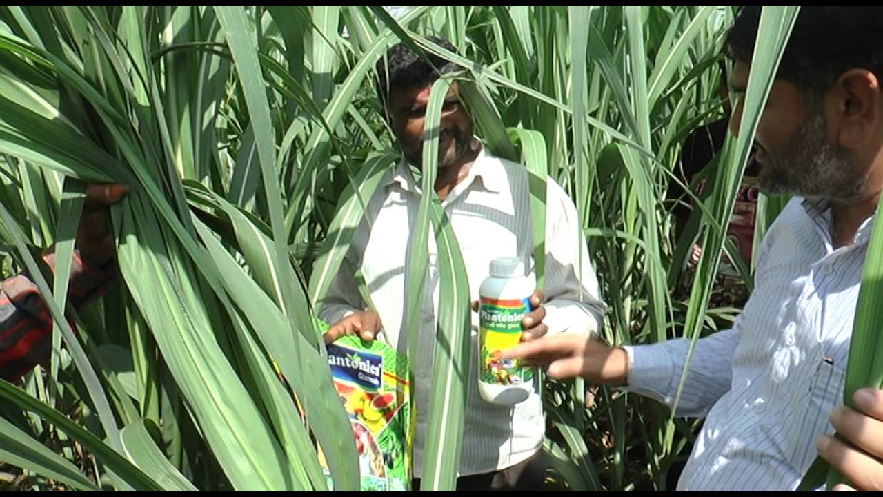 Sugarcane Fertilizer Chart