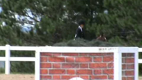Abbey Road Large Pony Trotting