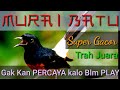 BURUNG SULTAN ! MURAI BATU MASTER GACOR ,Full ISIAN COCOK UNTUK PANCINGAN MURAI BATU ANDA YANG MACET