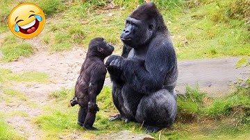 Animals Can