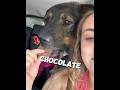 This Dog's Last Wish Came True