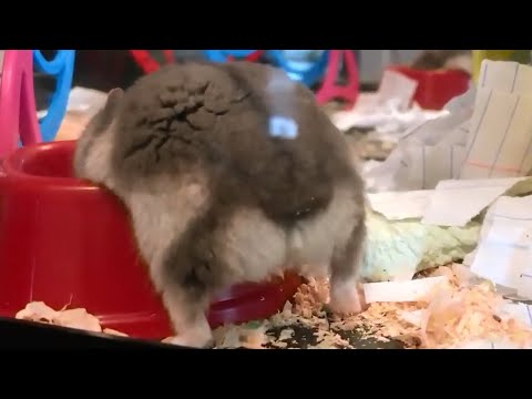 Хомяк Гаечка толстеет / Gadget the Hamster Gets Fat