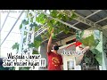 Cara mudah membasmi jamur pada tanaman anggur saat musim hujan