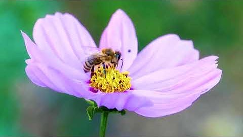 سورة ٱل عمران بصوت القارئ عبد الله طه سربل