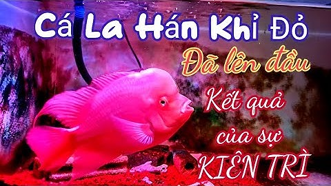 Red Monkey - Flowerhorn fish : Cách nuôi Cá La Hán Khỉ Đỏ - Đã lên đầu rất đẹp #flowerhorn #monkey