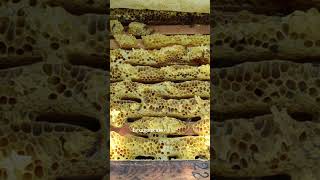 Why Do Bees Build Hexagons? (The Science Behind Honeycomb Geometry)