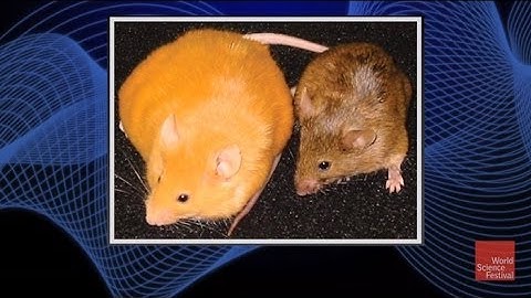 Why do Two Genetically Identical Mice Look Vastly Different?