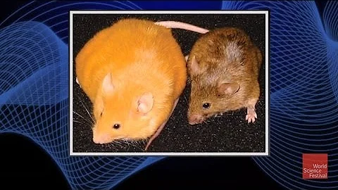 Why do Two Genetically Identical Mice Look Vastly ...