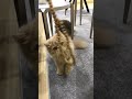 Cat Play