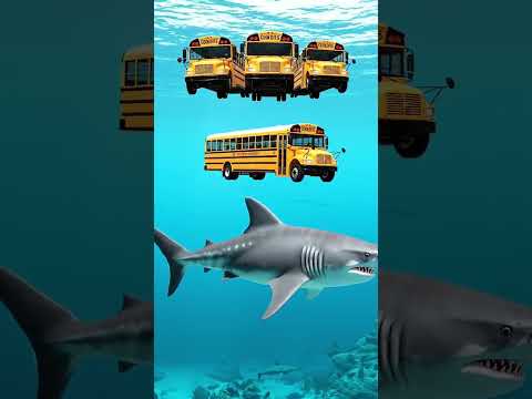 Jika Megalodon masih Hidup di zaman sekarang!