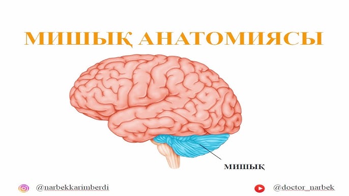 Аузындағы спермы бар порно фильмдерді қараңыз Жас жігіттер жамбастарын жұлып алады