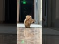 so cute #cat #cute #fyp #foryoupage #beranda