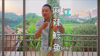 鲶鱼很多人都不会做，四川人教你特色做法，鱼肉鲜嫩入味还不腥 鲶鱼很多人都不会做，四川人教你特色做法，鱼肉鲜嫩入味还不腥#家乡的味道#四川美食 #最美家常菜 #做菜教程
