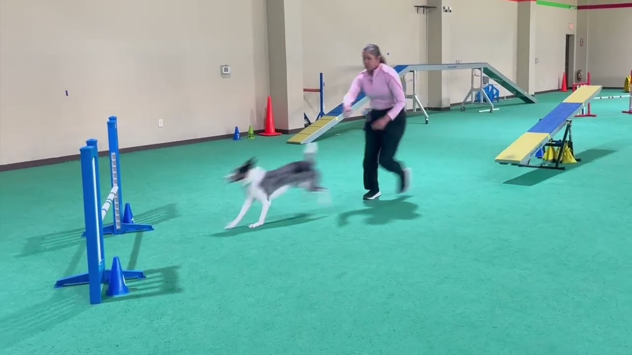 Power & Precision: A-Frame Practice, Brave Weaves, Bold Jumps & Brilliant Contacts