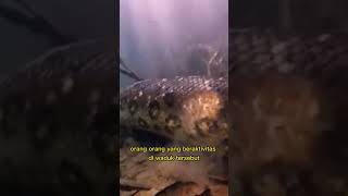 Misteri Ular Raksasa Di Waduk Cirata shorts trending viral legendasangpenunggu short